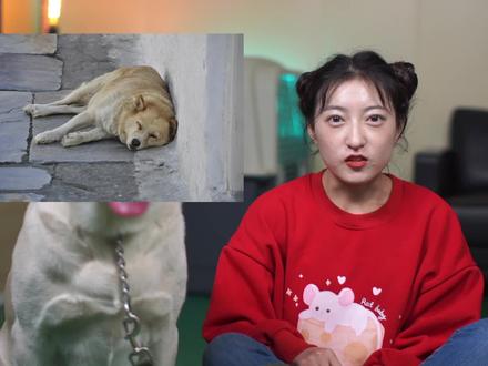 两种方法正确解读狗狗的睡姿含义,你家毛孩子中招了吗~#宠物知识 #宠物训练 #萌宠百科 #训犬 #狗狗行为心理