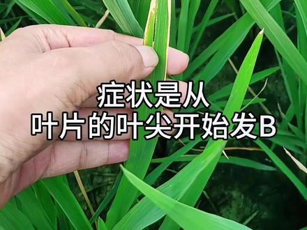 水稻白叶枯
注意和水稻
生理性干尖区分