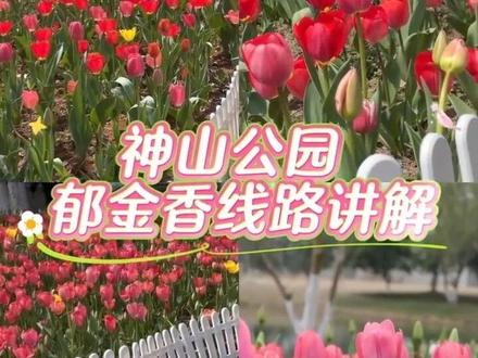 3月9日芜湖!教你两个入口打卡郁金香花海!#感受春的气息 #春日赏花实况播报 #春天的郁金香我先拍了 #感受春的气息 #郁金香