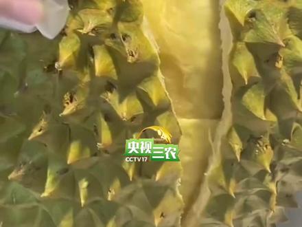 #榴莲 价格便宜了,但这几种真心建议少吃
