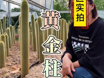 沙生植物中的贵族:黄金柱,提升整个景观色彩!#景观设计 #沙生植物造景