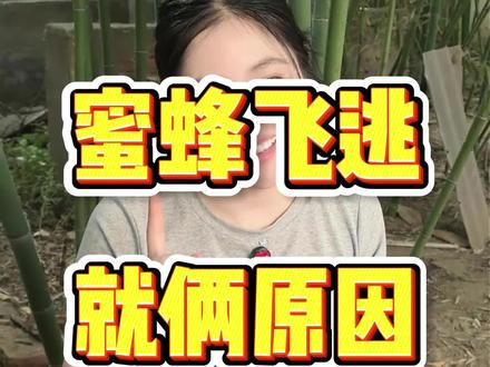 蜂群老是飞逃,其实就两个方面原因,避开了蜜蜂再也不飞逃。 #养蜂技术分享 #诱蜂养蜂 #养蜂技术 #养蜂