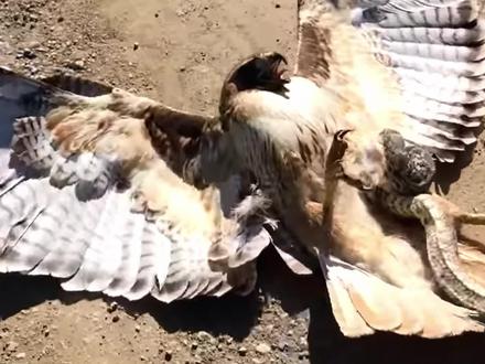 雀鹰捕食毒蛇反被缠住,命悬一线幸得小哥出手相助#神奇动物在抖音 #奇妙的动物 #野生动物 #动物救助