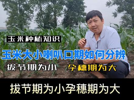 如何分辨玉米大喇叭口期,小喇叭口期,高产玉米种植技术。#新农人计划2022 #来抖音学农技 #全国各地秀农技 #抖音助农 #一份耕耘一份收获