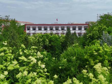 百年暴马丁香逢初夏盛放,一树繁花,馥郁流芳