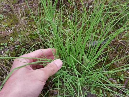 农村山间野葱吃饭香,植物学名“薤白”,营养与价值您了解吗? #野菜 #野葱 #植物 #农村生活