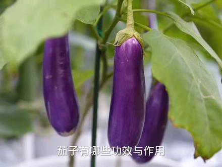 有人喜欢黄金有人喜欢美容,我喜欢养生。茄子的功效 #植物科普 #普及知识 #吃出健康 #免疫系统 #微量元素 #农业知识 #果蔬