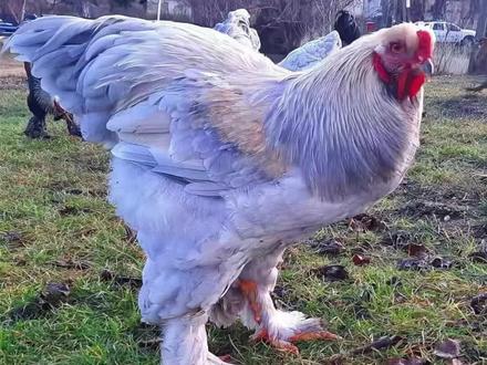 关于“变异鸡”是怎么形成的,看完你就懂啦!#速成鸡肉 #白羽鸡 #抖音热门