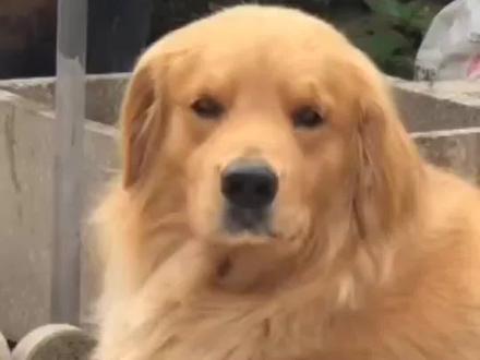 呼和浩特养犬可办理犬证 ,足不出户即可实现办理 #犬证怎么办