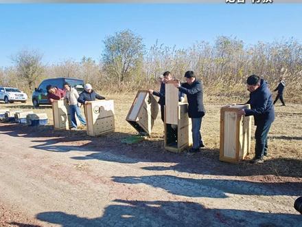 13只受伤候鸟在天津得到救治!今天放归大自然啦!#天津 #野生动物保护 #候鸟