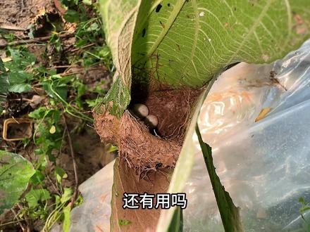 昨晚下大雨,门口的缝叶莺鸟窝被水淹了