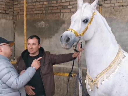 @抖音小助手 #老宋品马 我们身边的名马 巴吉斯(下)