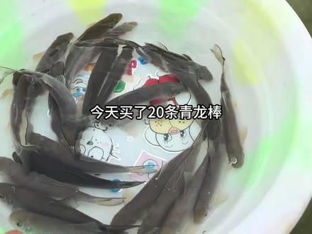 这样的生活,就是我理想的生活。#楼顶养鱼 #野钓鲤鱼