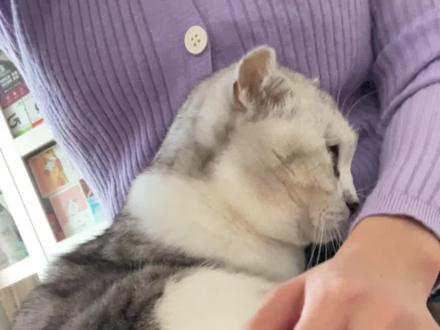 猫咪为什么不让抱?一抱就跑呢?#猫咪不让抱 #是宠物更是家人 #科学养宠攻略