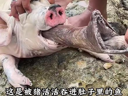 这几种鱼千万不要吃,你知道吗#保护野生动物 #鱼 #神奇的动物在抖音 #科普一下 #生病的鱼