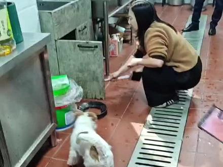 #杰克罗素 最后是担心它把老鼠吃了,当下又没吃的跟它换,所以着急才动手揍它的。😖