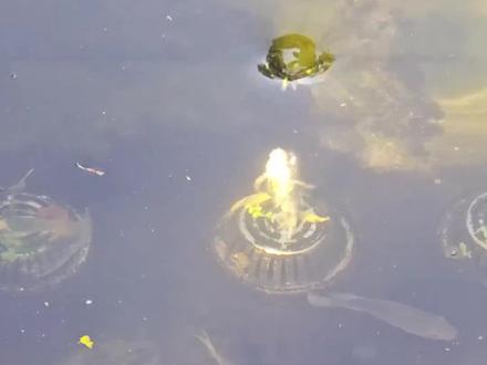 遇到这些奇特的鱼能吃吗?#涨见识 #鱼 #钓鱼人