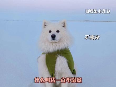 耶耶:一直在冤枉我 #萨摩耶 #微笑 #阿勒泰 (cr:啰啰是小聪明)