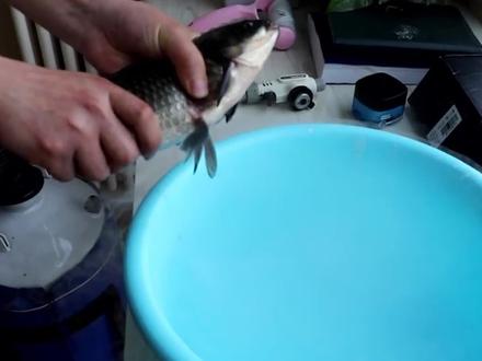 零下196度的液氮有多厉害,老外把鱼放入液氮中让人意外 #液氮 #奇闻趣事 #动物世界 #猎奇