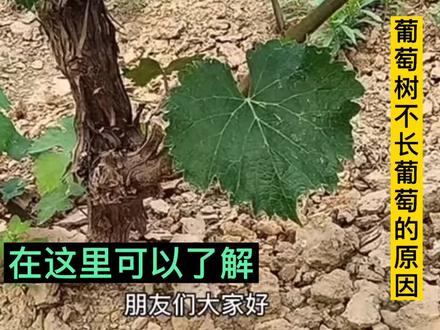 葡萄树不长葡萄的原因#葡萄 #种植技术 #热门 #一定要看完
