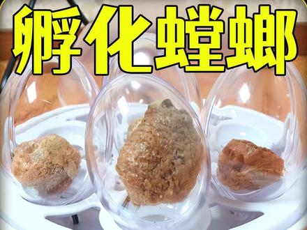 沉浸式孵化螳螂卵,用孵化器孵化野外的螳螂卵,居然真成功了? #螳螂 #螳螂卵 #孵化 #奇妙的动物 #昆虫