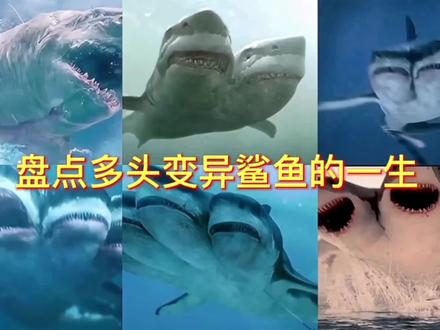 盘点多头变异鲨鱼的一生,你觉得哪个阶段最凶猛?