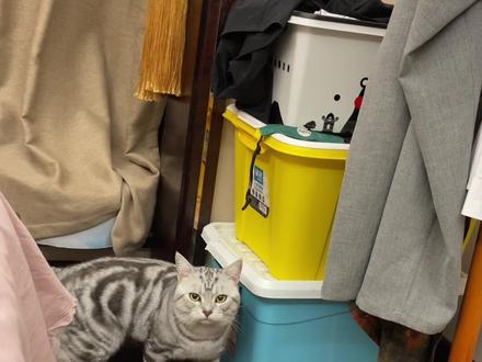 一只含妈量极高的小猫咪😂