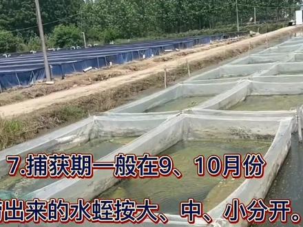 水蛭的养殖方法#水产养殖 #高密度养殖 #养殖人加油 #蚂蝗水蛭
