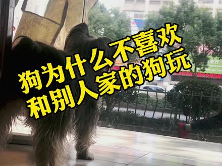 狗为什么不喜欢和别的狗玩#宠物狗 #抖音小助手 #养宠日常