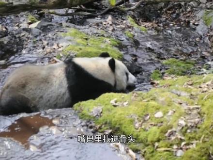 越狱鼻祖白雪 逃回野外 四年后需要帮助回到基地养老 最后寿终正寝 也许她更憧憬丛林生活吧#国宝熊猫 #熊猫#大熊猫白雪
