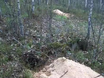 灰熊暴力掏狼窝,为了能够吃掉小狼崽,竟然把狼穴挖掘成了大土坑 #野生动物 #野外生存 #生态环境 #户外探险