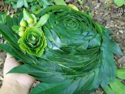 国庆假期出来游山玩水,用树叶编一顶帽子戴戴 # 防晒帽 #手工diy #你的家乡有这种植物吗