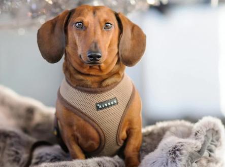 一分钟了解腊肠犬#腊肠犬 #家有萌宠 #宠物