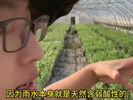 养蓝莓不知道PH值怎么调? 养蓝莓不知道PH值怎么调?#蓝莓 #养护小知识