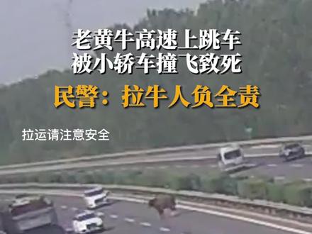 开车遇到小动物该怎么办呢?#开车遇到小动物 #开高速 #开车 #老司机 #开车技巧