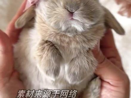 兔老大: 我要让你们知道,谁才是这具身体真正的主人 #垂耳兔 #兔子 #萌宠出道计划 #可爱到爆炸💥 #知识分享