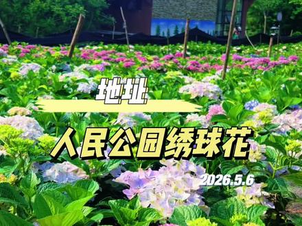 人民公园 绣球花 顶级清晨快乐:吹凉风、逛公园、看免费的绣球花海#怀化周边游 #绣球花海 #一条路一段风景 人民公园
