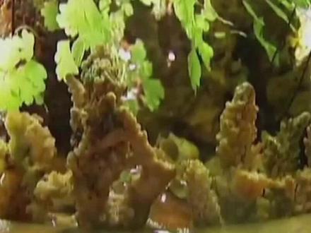 贵州山村发现奇怪石头,能长大会发芽,石头变成远古活物?