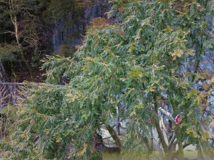 来红豆杉栈道看千年红豆杉!这可是“植物界的大熊猫”! #红豆杉#树木 #打卡#巴山大峡谷