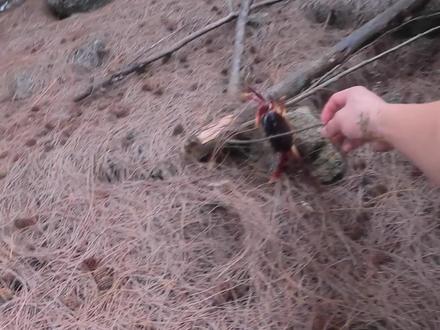 (上集)600多一斤多灵芝蟹你吃过吗?我在山里抓到了几只,肉都是药味太特别了 #海南 #灵芝蟹 #户外 #野外 #海南特产