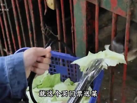 香吾山动物园,用爱重建废墟 #香吾山动物园 #动物园 #科学喂养 #小众