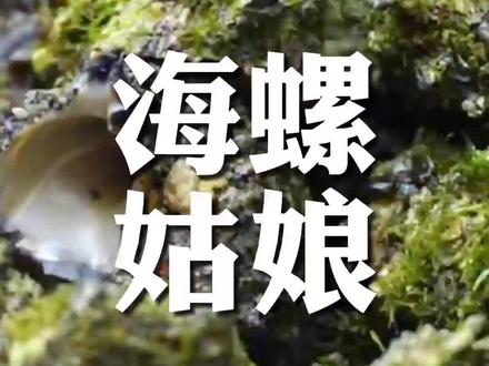 海螺姑娘最后是被白灼了还是爆炒了?悲伤又好味的传说#海口探店 #同城美食 #本地人爱吃的店 #跟着抖音去探店