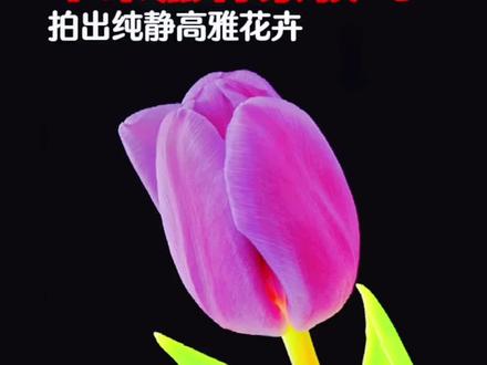苹果手机怎样拍出黑背景花卉,一分钟教会你。#教程 #手机技巧 #拍照技巧 #随拍 #花卉绿植 @