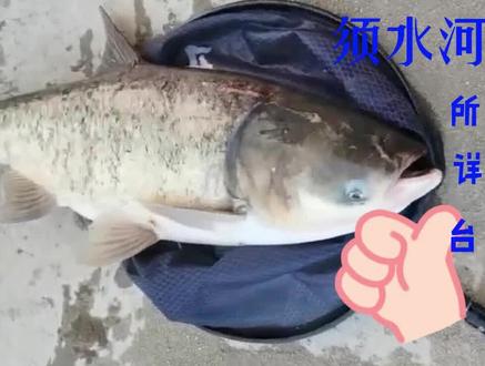 须水河湖心岛所有钓点路线最全攻略,来须水河钓鱼了。#爱生活爱钓鱼 #须水河钓鱼