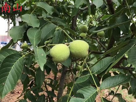 核桃皮人称“青龙衣”,比核桃还值钱?有3个妙用,很实用