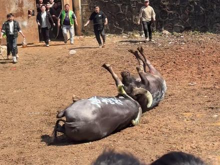埋了!南亚战神雄风凛凛惊天地,一撞化作沙场忠魂泣鬼神。此生不负威名征战死,魂归牛塘永铸英雄心。#民族斗牛传统文化 #对碰精神 #当场死亡 #南亚战神 #英雄一路走好