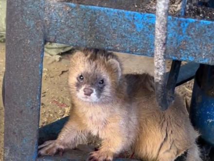 黄鼠狼:真要了你不就炸了!!