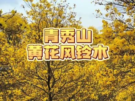 青秀山的黄花风铃木正是盛花期,赶紧码住这份攻略吧#跟我打卡最红地标 #青秀山 #黄花风铃木 #南宁吃喝玩乐 #南宁旅游攻略