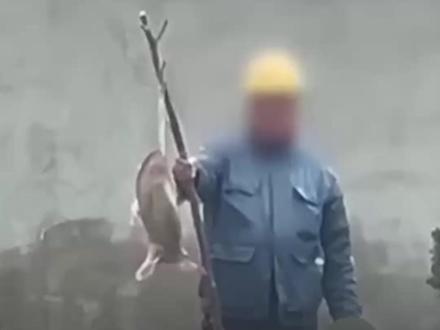 江苏宿迁街头贩卖“野生鳖”?实为外来入侵物种!