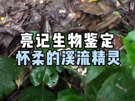 我经常观察昆虫的地方,北京怀柔的小溪#抖音自然